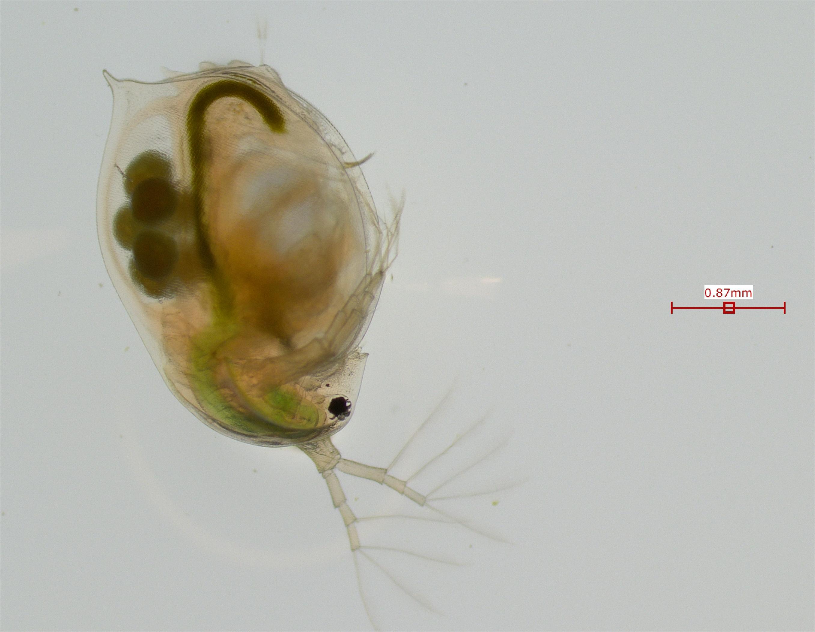 Daphnia magna